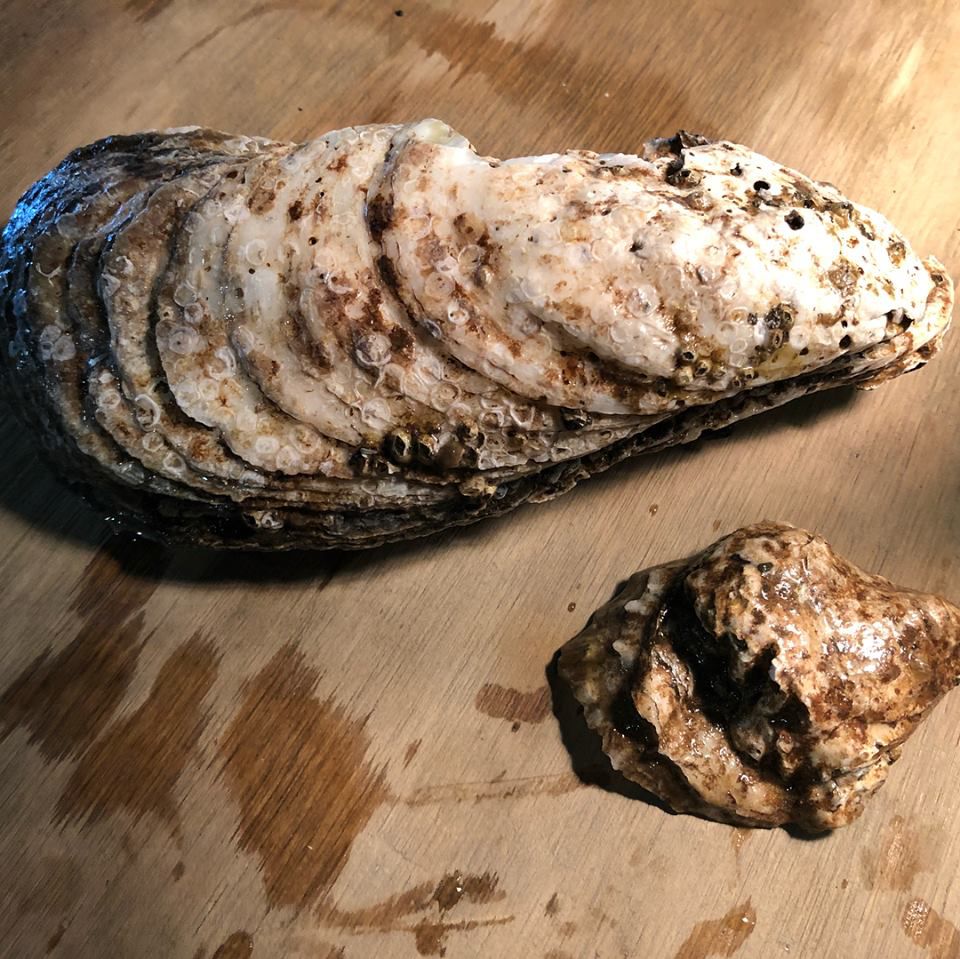 Next to a more average-sized oyster<br>